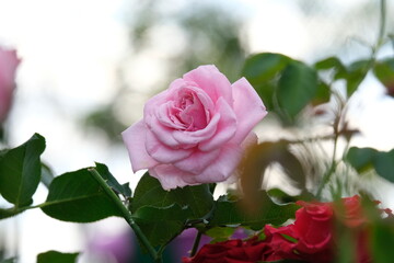 Closed up of pink rose flower 
