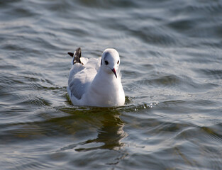 ゆりかもめ　琵琶湖の冬鳥