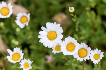 Marguerite flowers with white petals bloom by the roadside. Argyranthemum frutescens