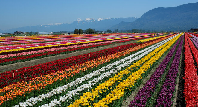 beautiful huge field with multi-colored tulips leaving in mountains Canada Vancouver beauty purity flora spring Camping walk in the field no people morning day ecology