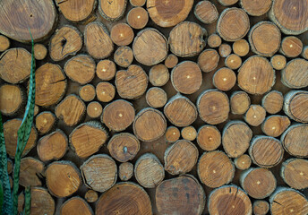 Fototapeta premium Cross section of tree trunks, timber background. Log trunks pile, the logging timber wood industry.