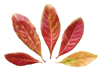 Set of Colorful Leaves - Indian Putat Leaves 