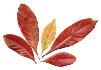 Fototapeta premium Red Autumn Leaves Isolated on Transparent Background - Indian Putat Leaves 
