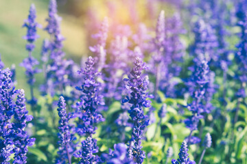 Fototapeta premium Bright blue flowers blooming, Blue salvia, Salvia farinacea Benth, Mealy cap sage. soft focus