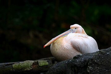 White pelicans at Taipei zoo in Taipei Taiwan 