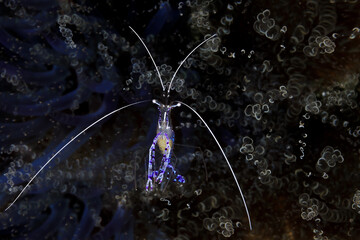 A Peterson, aka Pederson, Cleaner Shrimp hovers over its corkscrew anemone host in the barrier reef...
