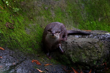 Oriental small clawed otters at Taipei zoo in Taipei Taiwan