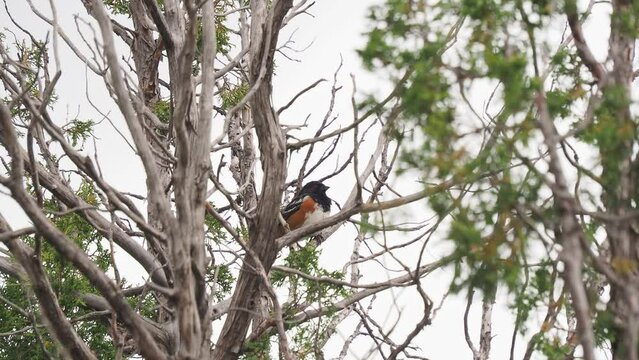 Close up shot of Spotted towhee in Capulin Volcano National Monument