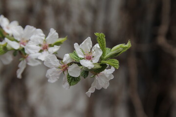 Obraz premium nature