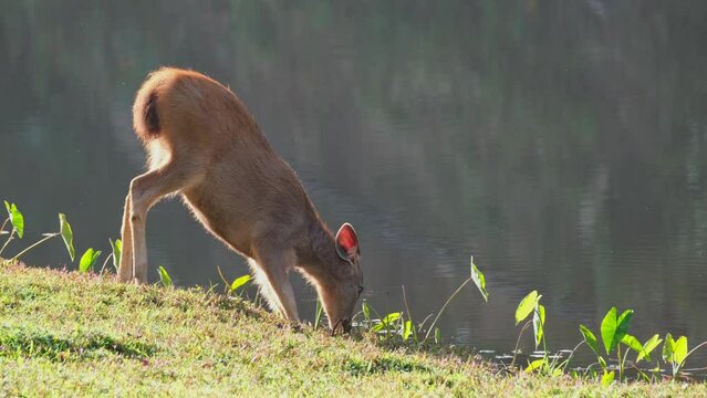 Busy eating and then lifts it head up to look for any predator coming, Fawn, Sambar Deer, Rusa unicolor, Thailand.