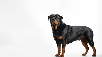 Rottweiler dog on white background with copy space (Generative AI)