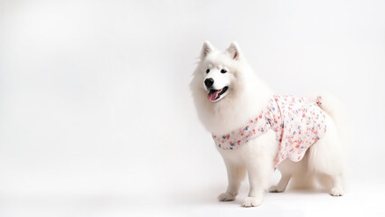 Fototapeta premium Samoyed dog on white background with copy space (Generative AI)
