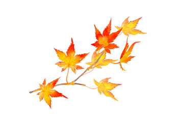 Obraz premium Ê∞¥ÂΩ©„ÅßÊèè„ÅÑ„ÅüËµ§„Å®„Ç™„É¨„É≥„Ç∏„ÅÆÈÆÆ„ÇÑ„Åã„Å™Á¥ÖËëâ„ÅÆ„Ç§„É©„Çπ„ÉàÁ¥†Êùê