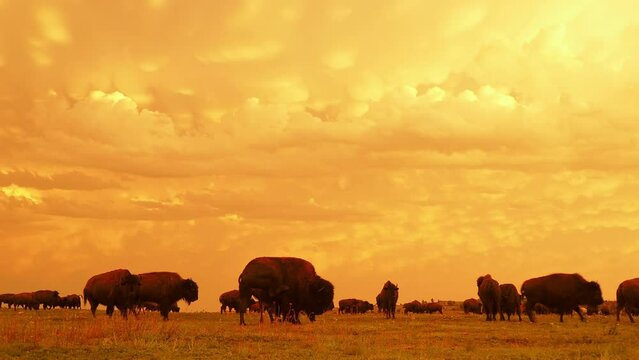 Sunset view of beautiful clouds and many bison walking in Wichita Mountains National Wildlife Refuge