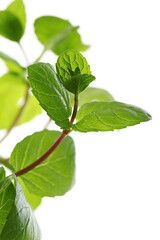close up mint leaves