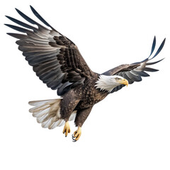 Obraz premium bald eagle Bird Flying in the air with open wingspan isolated on white background, Generative Ai