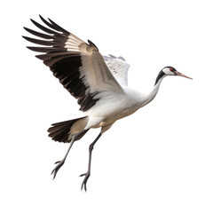 Crane bird Flying in the air with open wingspan isolated on white background, Generative Ai - obrazy, fototapety, plakaty