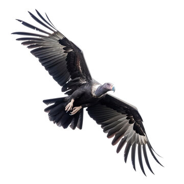 Condor Bird Flying in the air with open wingspan isolated on white background, Generative Ai