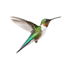 Hummingbird bird Flying in the air with open wingspan isolated on white background, Generative Ai