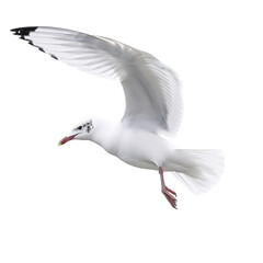 Obraz premium Seagull bird Flying in the air with open wingspan isolated on white background, Generative Ai