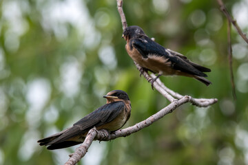 Two barn swallow perched on a small branch