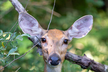 Potrait of white tailed deer with small fly sitting on head.