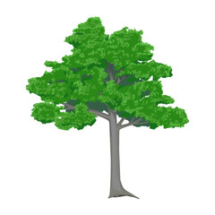 Leafy tree illustration isolated on white background
