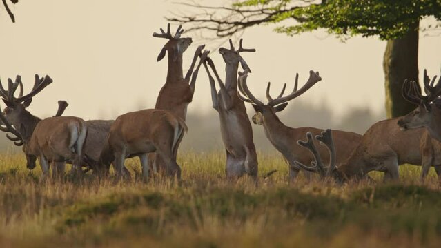 Red deer stags in bachelor herd fight rearing up on hind legs. Zoomed in slomo