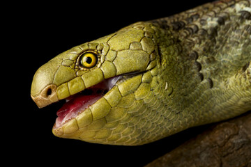 Solomon Islands tree skink (Corucia zebrata)