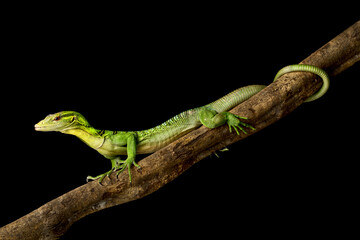 Emerald Tree Monitor (Varanus prasinus)