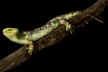Solomon Islands tree skink (Corucia zebrata)