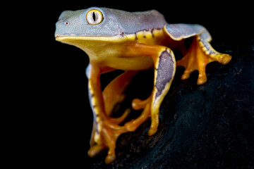 Sylvia's tree frog (Cruziohyla sylviae)