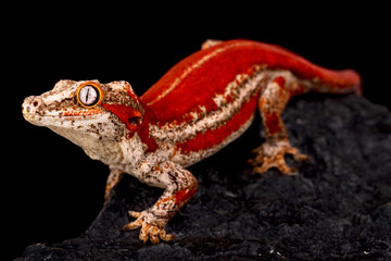 New Caledonia Bumpy Gecko  (Rhacodactylus auriculatus)