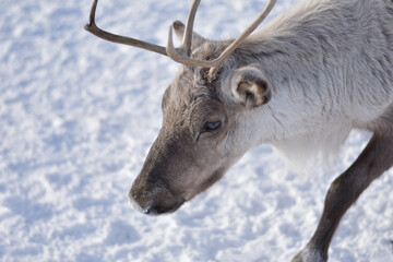 Reindeer in Tromso, Norway. Sledding and reindeer feeding by Sami culture, in cold and snowy winter, near mountains, hills and fjords.