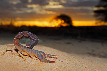 Granulated thick-tailed scorpion (Parabuthus granulatus) at sunset, Kalahari desert, South Africa .