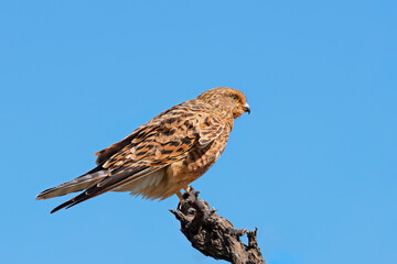 A greater kestrel (Falco rupicoloides) perched on a branch against a blue sky, South Africa.