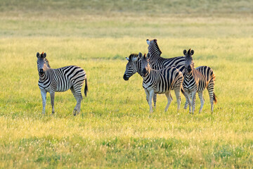 Plains zebras (Equus burchelli) in grassland at sunset, South Africa.