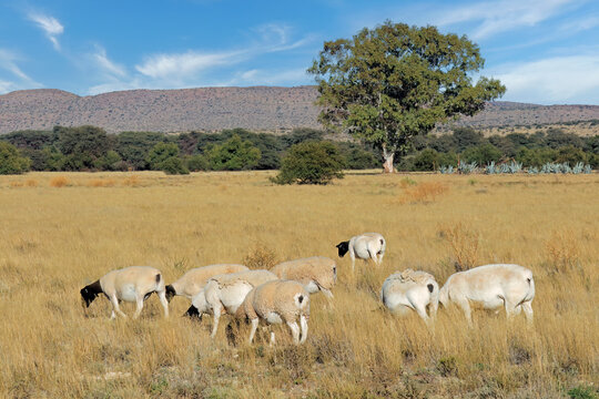 Free-range dorper sheep grazing in native grassland on a rural South African farm.
