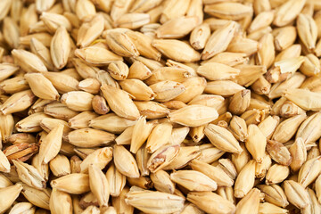 malt barley grain beer whole texture background. close up malt barley grain beer whole texture. malt barley grain beer whole texture food background                    