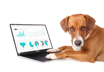 Dog working on computer with investment screen. Cute puppy dog analyst looking at fake business statistics website with paws on laptop. Pets using technology. Selective focus. White background