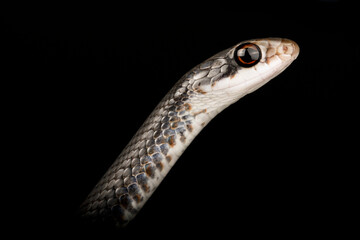 The Eastern racer (Coluber constrictor)