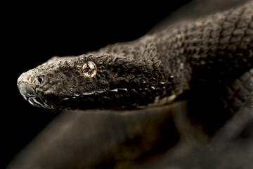 New Guinea Viper Boa (Candoia aspera)