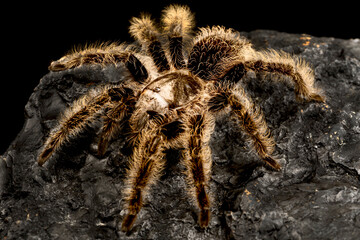 The Curlyhair tarantula (Tliltocatl albopilosus)