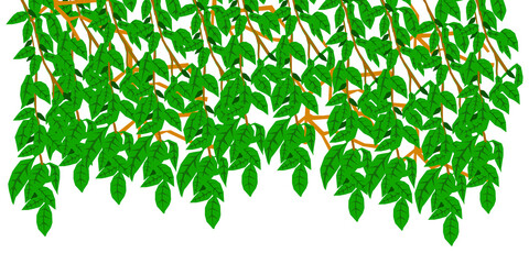 Fototapeta na wymiar Ivy climbing transparent png 2 