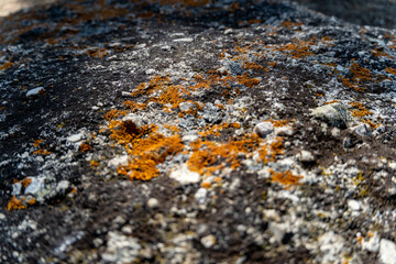 lichen on stone