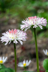 Pink and white daisy flowers on a flower bed close-up