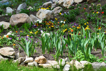Landscape design. Flower bed with tulips and stones, close-up