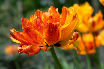 Orange terry tulip flower close-up