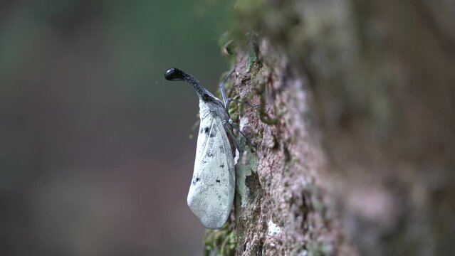 The White Lanternflies rare insect in Thailand and Southeast-Asia.