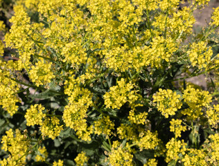Flowering rapeseed (Brassica napus) in spring